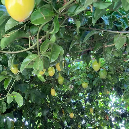 Ferien Haus La Palma 4*
