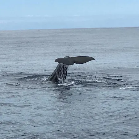 Hrlos Piratas - Ferien Haus La Palma - Good Wlan !! 4* Tijarafe